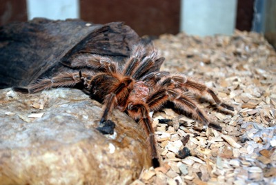 chilen tarantula